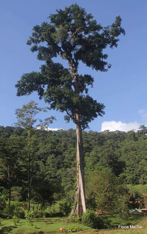 Mei Tai Cacao Lodge Bijagua de Upala Exterior foto